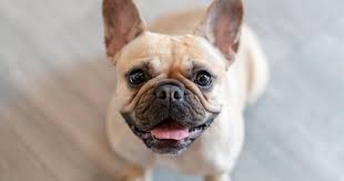 If owners could choose only one skill they wanted their dog to have, housebroken would this will encourage your french bulldog puppy to continue the good behavior again in the future. 9 Superb Tips On How To Train A French Bulldog Puppy Alpha Trained Dog