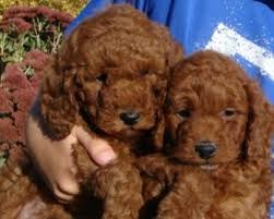 We breed various sizes and colors of we are an iowa state licensed business and therefore must charge 7% iowa state tax for any puppies. Goldendoodle Puppy Dog For Sale In Hull Iowa
