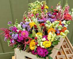Check spelling or type a new query. Stems Market Fresh Cut Flowers For Everyday And Events