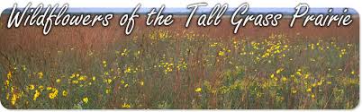 Tall Grass Prairie Wildflowers