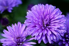 You can use them in place of ornamental grasses as well. 100 Stunning Purple Flowers Types And Growing Tips Petal Republic