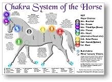 Chakra System Of Animals