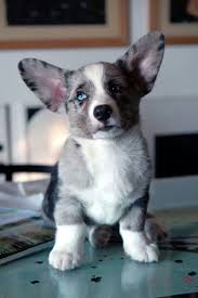 Find a welsh corgi puppy for sale. Aussie Heeler Welsh Corgi Puppies Cardigan Welsh Corgi Puppies Corgi Dog