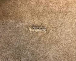 fra ripped carpet repair premier