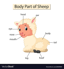 Diagram Showing Body Part Sheep