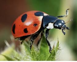 ladybug imposters eatgreendfw