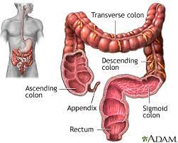 large intestine colon medlineplus