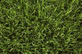 Identify Your Grass Type
