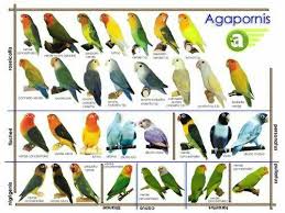 types of lovebirds chart featherland