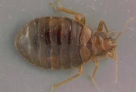 free couch think twice about bed bugs
