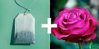 New Uses For Tea Bags How To Use Old