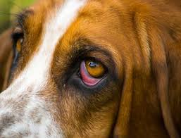 red eye 5 serious causes in dogs