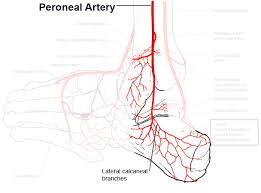 There are three major types of blood vessels: Blood Supply To The Foot Foot Ankle Orthobullets