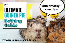 The Ultimate Guinea Pig Bathing Guide
