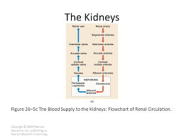 The Urinary System Chapter Ppt Download