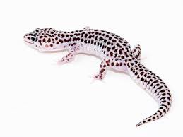 Le Gecko léopard / Les phases Images?q=tbn:ANd9GcTEPdj2FQeCLEWlQPWpPrQTPAn2U7iMr6mqgnBSx3Ej_XtZGjmT