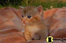 Stay updated about cats for sale in northern ireland. Kittens For Sale In Ohio