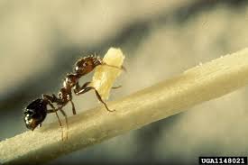 controlling fire ants in sensitive