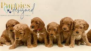 You may find cavoodles who need a home on facebook pages such as texas sweeties dog rescue. Cavapoo Puppies For Adoption Home Facebook