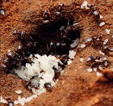 how to treat for pest ants in hawaii