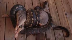 carpet python eats a mother possum but