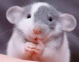 Домашняя крыса — уход за декоративной крысой дамбо в домашних условиях,  плюсы и минусы содержания дома