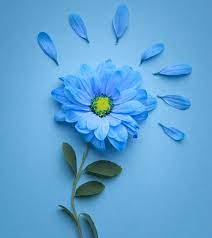 26 most beautiful blue flowers