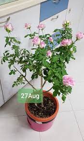 lien rose plant mild fragrant own