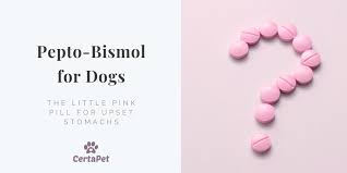 Pepto Bismol For Dogs The Little Pink Pill For Upset