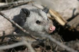 Opossum Operation Wildlife