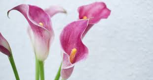 images?q=tbn:ANd9GcTERvCDueQf1qBR7s4HRfhRDea30Y9k970VVZfe3FUZ6lUjgxPGyw