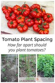 Tomato Garden Vegetable Garden Tips