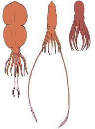 colossal squid giant squid
