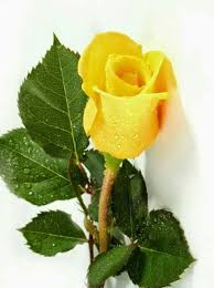 Image result for pictures of yellow rose
