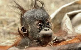 funny orangutan hd wallpapers pxfuel