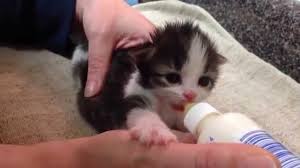 Kittens being bottle fed | cute kittens compilation. Bottle Feeding A Two Week Old Kitten Youtube