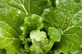 grow harvest chinese cabbage harvest