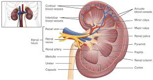 The left kidney is located slightly more superior than the right kidney due to the larger size of the liver on the right side of the ribs and muscles of the back protect the kidneys from external damage. Disabled World No Twitter List Of Kidneydiseases And Conditions The Kidneys Are Located Near The Middle Of The Back Just Below The Rib Cage Inside Each Kidney There Are Tiny