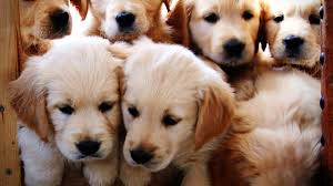 Golden Retriever Puppies Growing Weeks 1 12