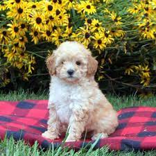 toy poodle mix puppies