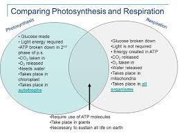 science biology photosynthesis