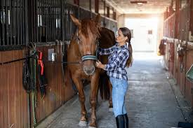 basic horse care guide for beginners