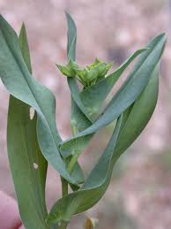Bupleurum lancifolium - Wikipedia