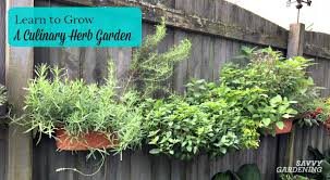 growing a culinary herb garden offers