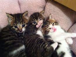 See a list of seven places to get free free kittens online. Cute Tabby Kittens For Sale London South East London Pets4homes