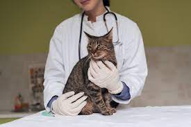 WellHaven Pet Health gambar png