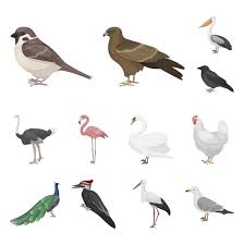 100 000 bird animation vector images