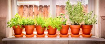 How To Grow Flowers Herbs And