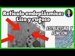 retículo endoplásmico liso y rugoso