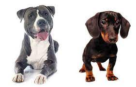 The pitbull mastiff mix is a large mix of two powerful dogs. All About The Pitbull Dachshund Mix The Dox Bull
